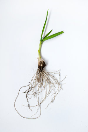 Fresh green leeks with rhizome and soil on a white backgroundの写真素材