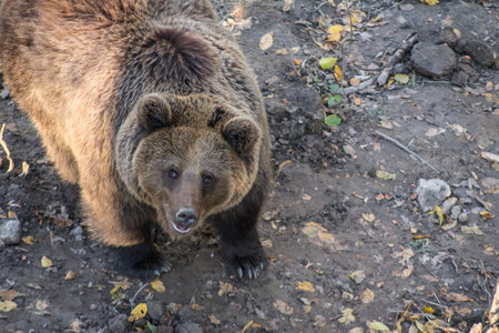 Close-up portrait of a brown bear, animal face looking up. The Eurasian brown bear (Ursus arctos arctos), also known as the European brown bear, is a large carnivore.の写真素材