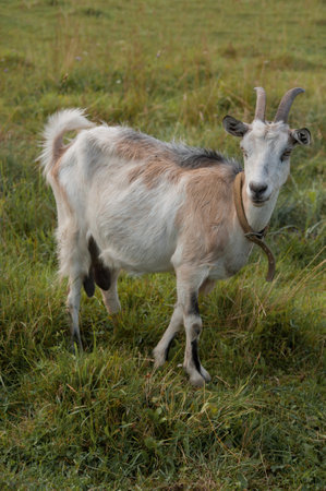 white and brown goat close-up in full length, domestic animalsの写真素材