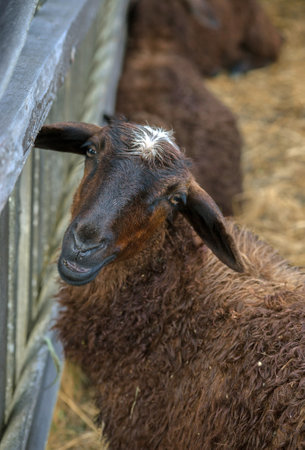 brown sheep in the fence, close-up portrait, mountain farm