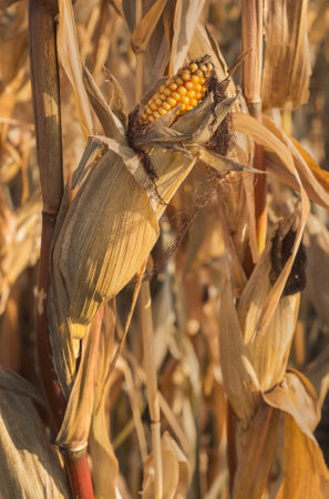 dry yellow corn cobs close up and husks, ready for harvest in autumn season