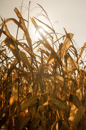 a cob of ripe corn, the golden sunrays through dry leavesの写真素材