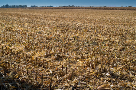 close up cut stalks of a corn field after harvestの写真素材