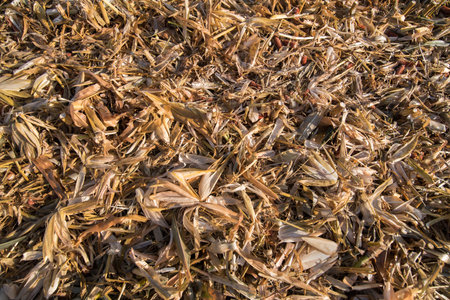 cobs husks close up in the field on the ground after harvesting corn, dew drops