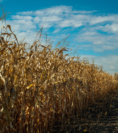 a fragment of a corn field at harvest time, dry plants and a beautiful sky with clouds. Dry corn...