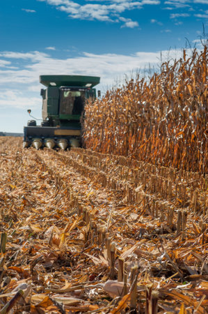 close up of stubble stalks of cut corn after harvest in the autumn by combineの写真素材