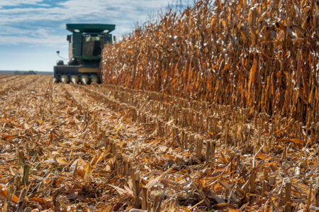 combine harvester harvests in a corn field in autumn, cut stubble in the foregroundの写真素材