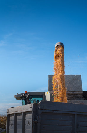 loading corn grain from the combine to the trailer, fills the trailer with corn.の写真素材