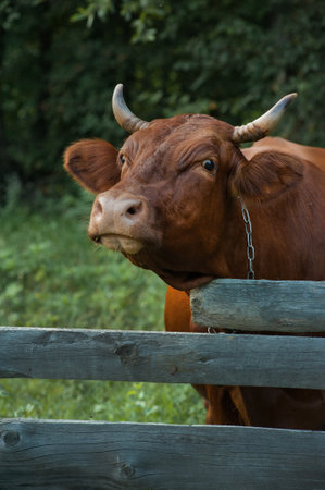 cow portrait on nature background, cattle