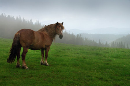 A lone horse standing on a pasture, morning fogの写真素材