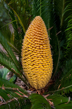 Cycas, Circinalis ancient palm, its yellow cone, a beautiful plant during the breeding seasonの写真素材
