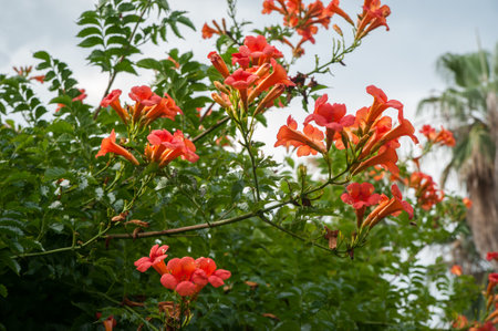 Campsis large-flowered, Campsis (Tecoma) orange flowers, an exotic lianaの写真素材
