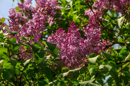 Purple lilac bush blossom in springtimeの写真素材