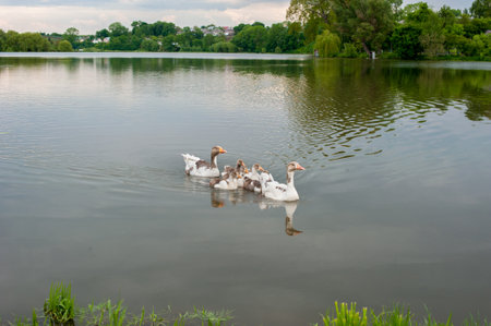 beautiful pond, rural landscapes, geese with a brood of adolescent goslings on a calm stretch of water, after rainの写真素材