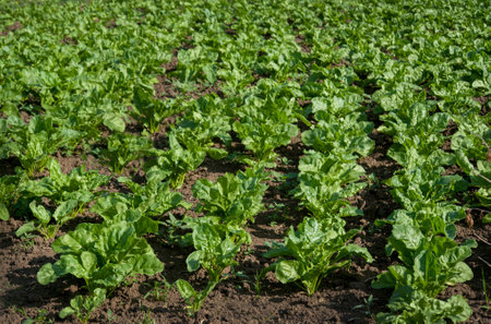 fresh, green sugar beet leaves rows, glistening at sun