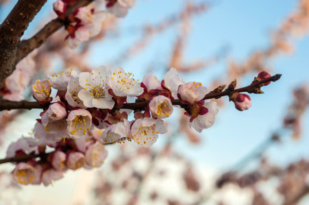 cherry trees, spring blossom, beautiful branch of delicate blossomの写真素材