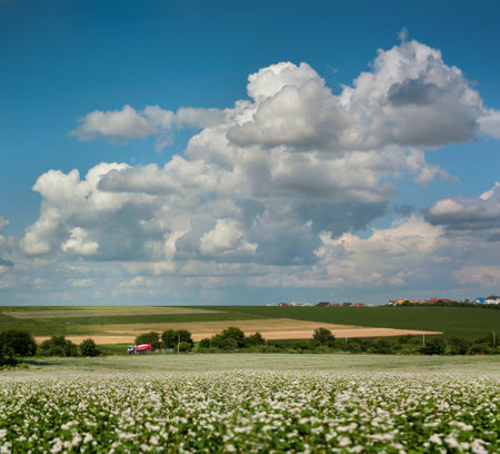 A blooming buckwheat field in the foreground with green, yellow, stripes of fields on the horizon under a beautiful skyの写真素材