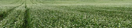 Large narrow panoramic photo of buckwheat fields during flowering close-up, lines from agricultural...