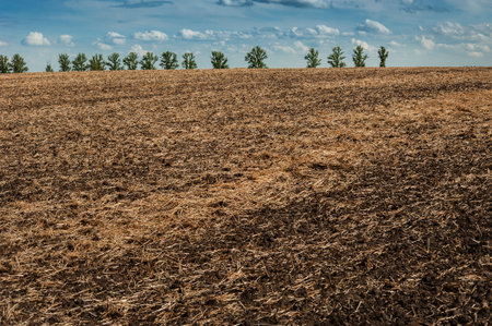 plowed land, after mulching, and a row of trees on the horizon against a sky with cloudsの写真素材