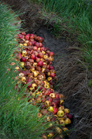 A pile of rotten apples thrown into a ditch amidst tall grass. The fruits are in various stages of...