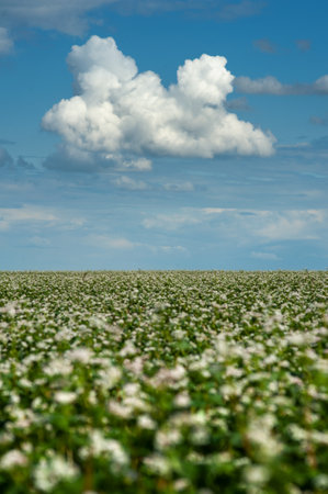 a large beautiful cumulus cloud in the blue sky, focus on it, shot through buckwheat flowersの写真素材