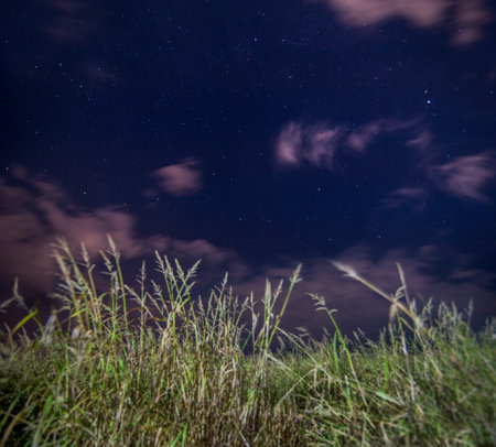 Grasses in the foreground under a starry night sky and thin clouds floating. A photo where stars shine conveys a sense of peace, nature and the vastness of space.の写真素材