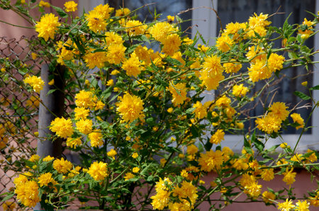 Kerria, Japanese Kerria blossom, yellow flowers on bush is a deciduous shrub of the Rosaceae family.の写真素材