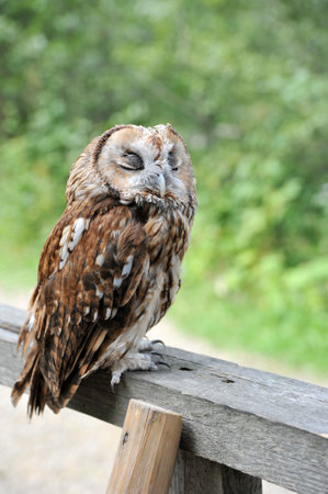 An owl sleeps with its eyes closed, its brightly patterned plumage contrastingの写真素材