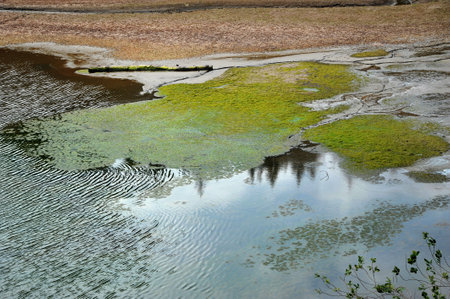Shallow lake water with algae in the coastal zone, reflection of trees on the water, ecological illustration of water levelの写真素材