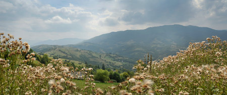 Mountain landscape with wildflowers in the foreground. Green slopes, peaks and ridges stretch to the horizon under a cloudy sky. Transcarpathia, Ukraineの写真素材