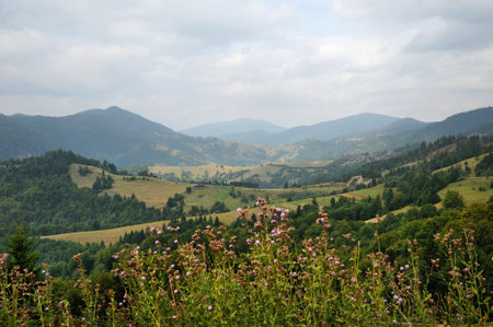 Carpathian mountain landscape with flowers in the foreground. Green slopes and hills stretch to the horizon under a cloudy sky. Transcarpathia, Ukraineの写真素材