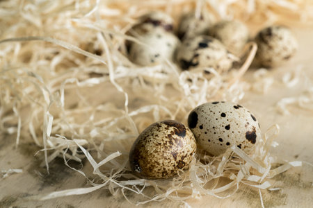 Small spotted quail eggs close up scattered randomly among the strawの写真素材