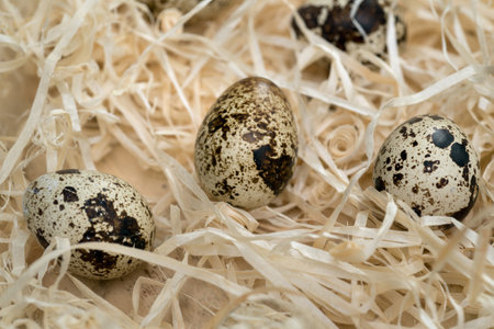 quail eggs close-up surrounded by decorative straw, rustic cozinessの写真素材