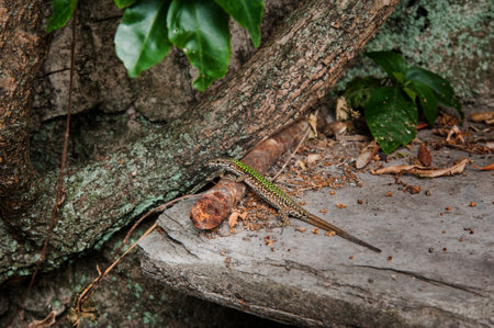 beautiful lizard close-up, in the garden on the rocks in Italyの写真素材