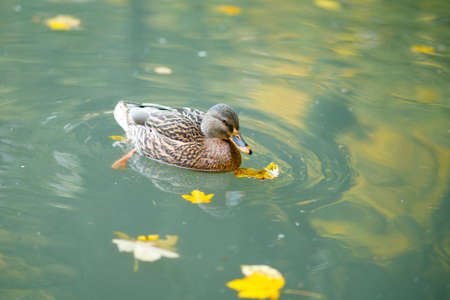 Brown wild duck swims on the autumn lakeの写真素材