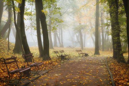Foggy morning in the autumn park beautiful landscapeの写真素材