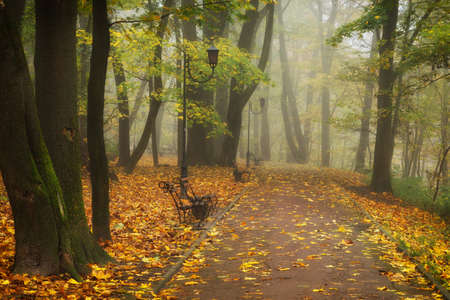 Foggy morning in the autumn park beautiful landscapeの写真素材