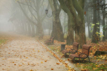 Beautiful misty landscape of Stryisky park in autumnの写真素材