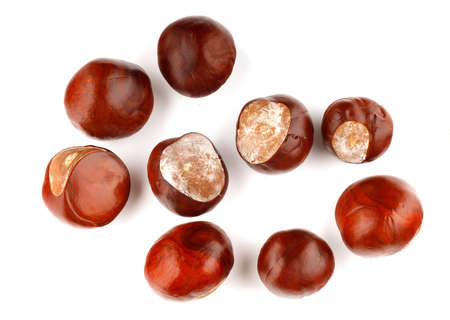 Brown chestnut fruit on a white backgroundの写真素材