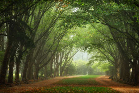 Beautiful alley in the autumn parkの写真素材
