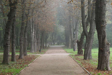Foggy city park in autumnの写真素材