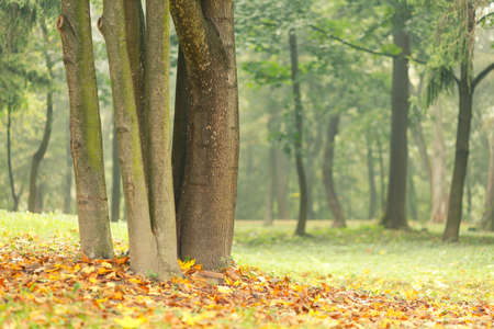 Beautiful autumn park landscape with their treesの写真素材