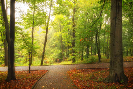 Beautiful autumn park landscape with their treesの写真素材