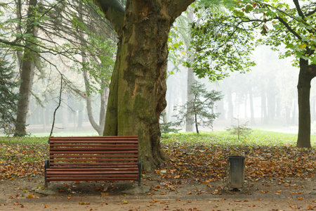 Benches in the autumn park beautiful landscapeの写真素材