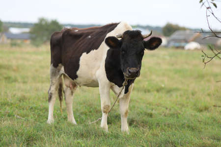 A thin and dirty cow looks at usの写真素材