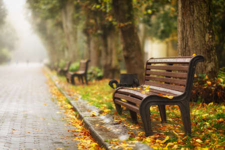Benches in the autumn park beautiful landscapeの写真素材