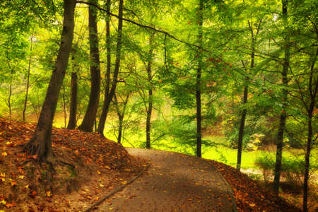Beautiful autumn park landscape with their treesの写真素材