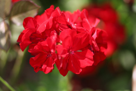 Geranium beautiful red flower close-upの写真素材