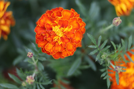 Marigold dark red flowers close upの写真素材