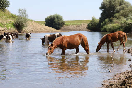 Cows and horses in the river water in summerの写真素材